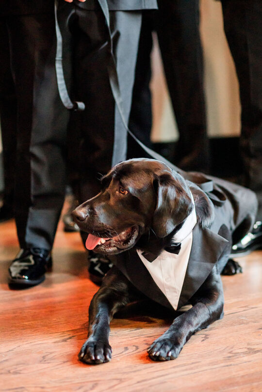 Wedding dog ring bearer laying down at ceremony altar